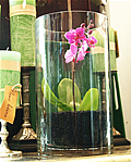 deep-planted-orchids