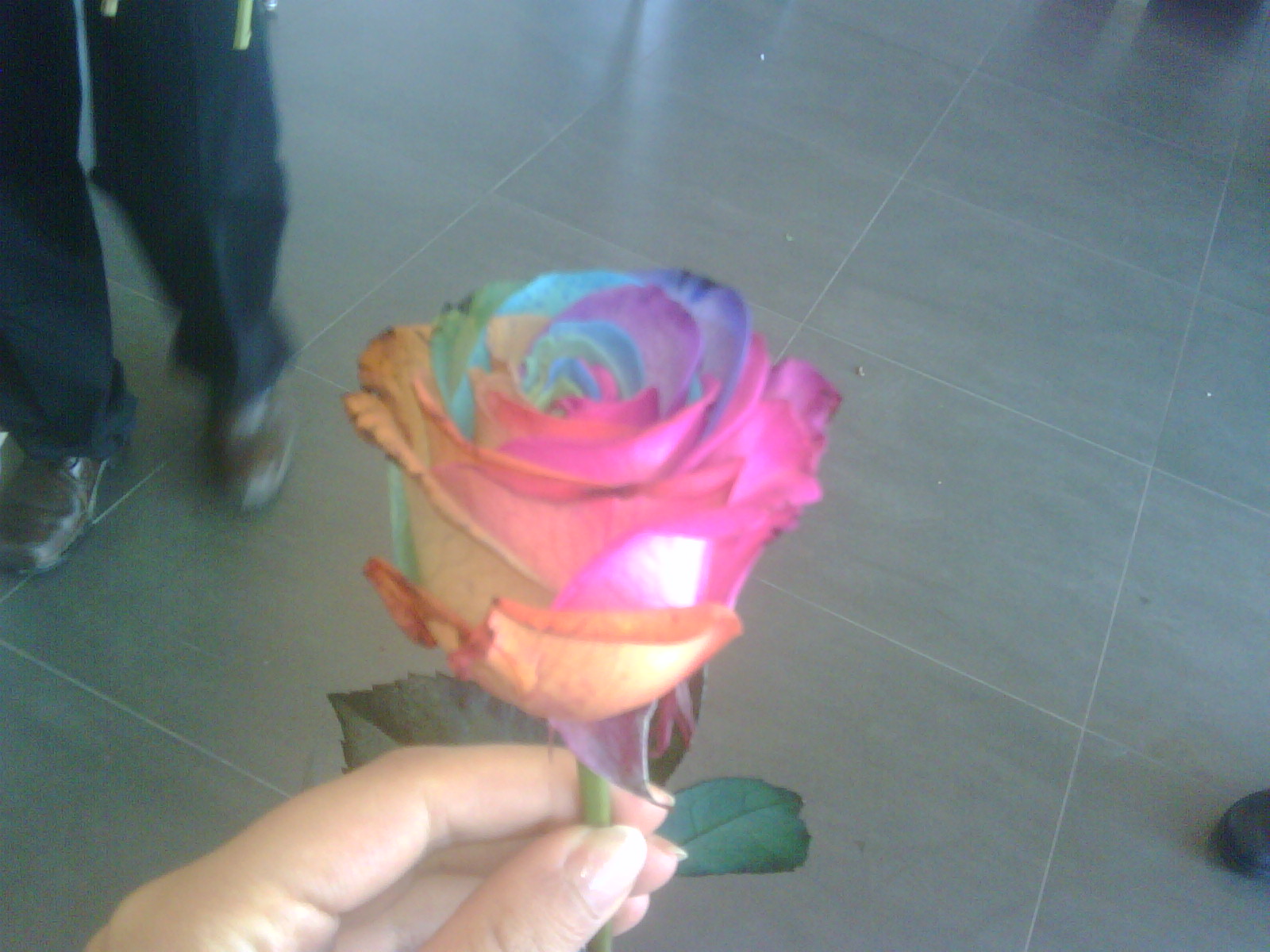 multicoloured roses