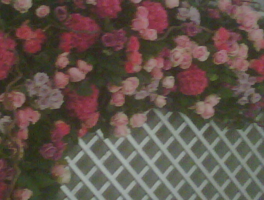 trellis and roses and hydrangeas