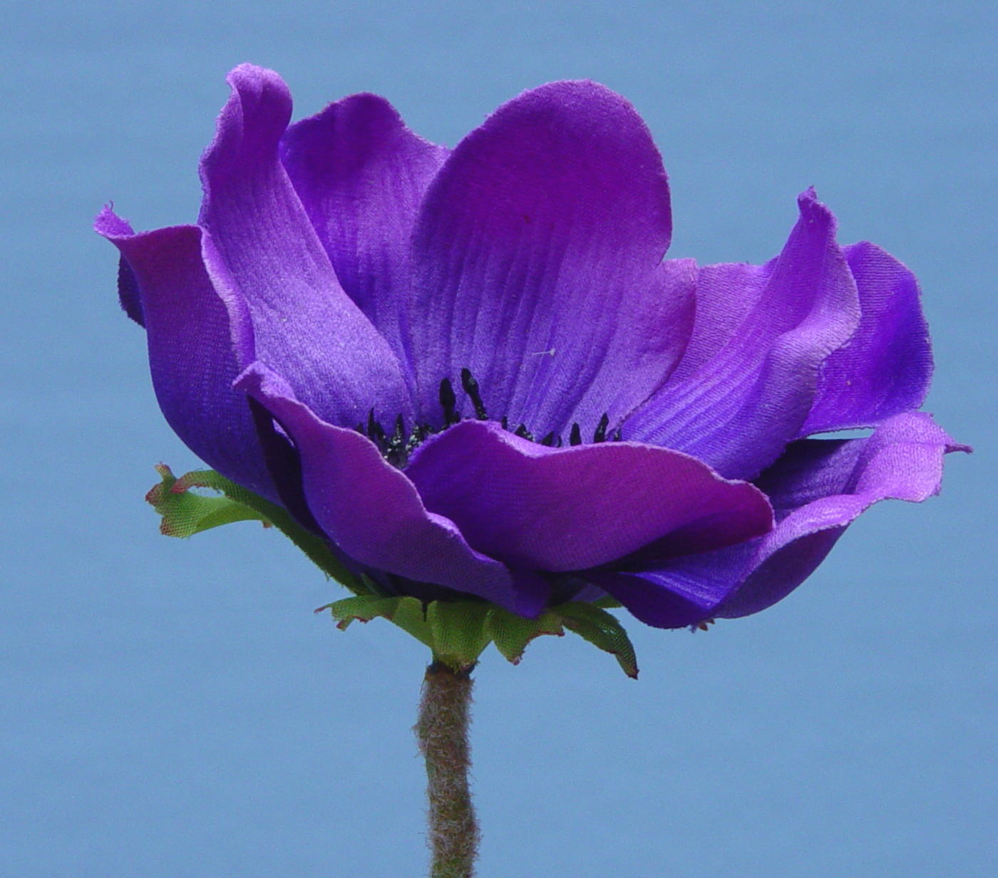 Purple Anemones